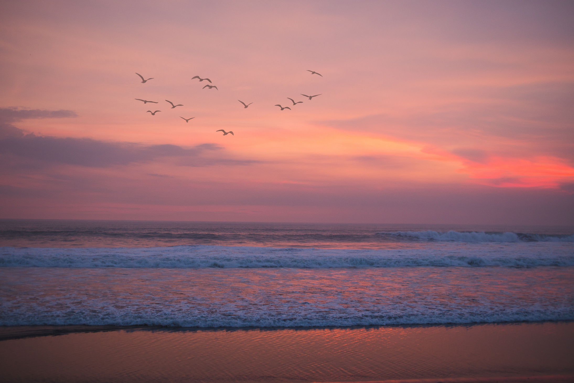 Birds Flying on the Pink Sky Over the Beach